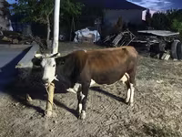 गाय, Latvian Blue cattle — फ़ोटो 1