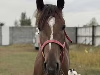 Caballo, Arabian horse — foto 6