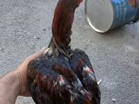 Chickens — Foto 1