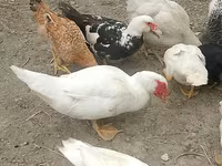 Chickens — الصورة 5