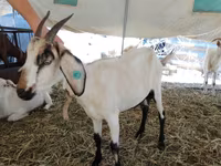 母山羊, Saanen goat — 照片 4