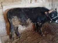 Toro, Ganado vacuno — foto 6