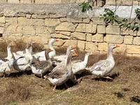 Geese — الصورة 3