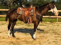 Бие, American paint horse — 4-сурет