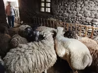 نعجة, الأغنام — الصورة 3