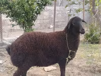 Sheep, Sheep — photo 2