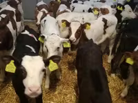 أبقار (دفعة، الجنس غير محدد), Simmental cattle — الصورة 7
