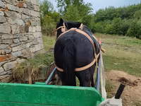 Mare, Horses — photo 2