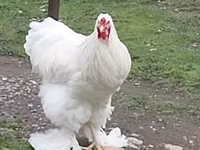 Chickens — 3-сурет