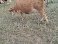 Vaca, Ganado vacuno — foto 6