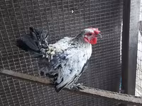 Chickens — फ़ोटो 5