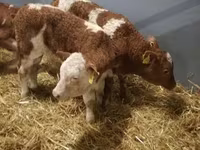 ІҚМ (топ, жынысы көрсетілмеген), Simmental cattle — 5-сурет