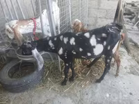 تيس, Beetal goats — الصورة 8