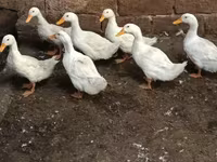 American Pekin — Foto 3