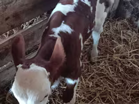 Toro, Simmental cattle — foto 1