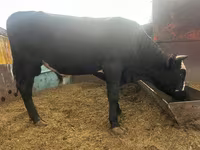 Toro, Simmental cattle — foto 6