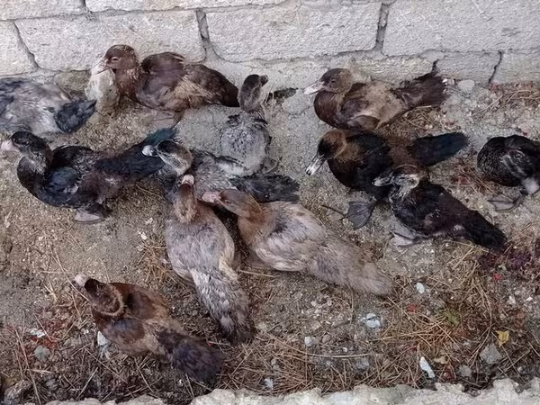 Ducks