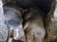 Eber, Schweine — Foto 2