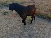 Ziegenbock, Nubian Goat — Foto 1
