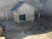 Taxta it evi - Material: qalın taxta karkas, üzəri taxta lövhələr - — foto 3