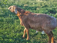 Widder, Arashan sheep — Foto 2
