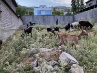 Keçilər (partiya, cinsi göstərilməyib), Saanen goat — foto 5