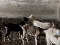 Keçilər (partiya, cinsi göstərilməyib), Nubian Goat — foto 4