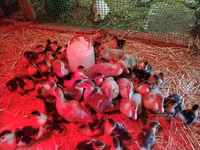 Ducks — الصورة 3