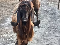 Ешкі, Damask goat — 1-сурет