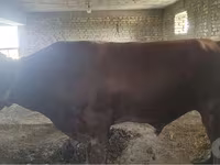 牛只（批次，未指定性别）, Red Estonian cattle — 照片 2