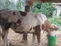 بقرة, Simmental cattle — الصورة 1