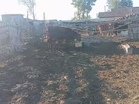 母牛, Cattle — 照片 1