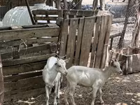 Cabra, Saanen goat — foto 3