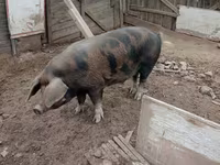 Boar, Pigs — photo 1