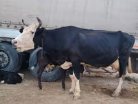 गाय, Russian Black pied cattle — फ़ोटो 3