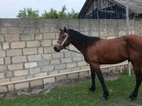 حصان, Azerbaijan horse — الصورة 2
