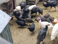 Turkeys — Foto 1