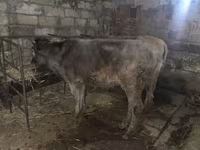 ВРХ (партія, стать не вказано), Велика рогата худоба — фото 2