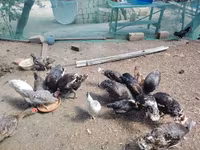 Chickens — फ़ोटो 7
