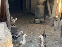 Chickens — 2-сурет
