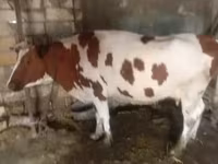 بقرة, Simmental cattle — الصورة 3