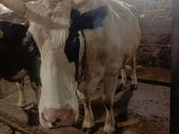 Kuh, Simmental cattle — Foto 1