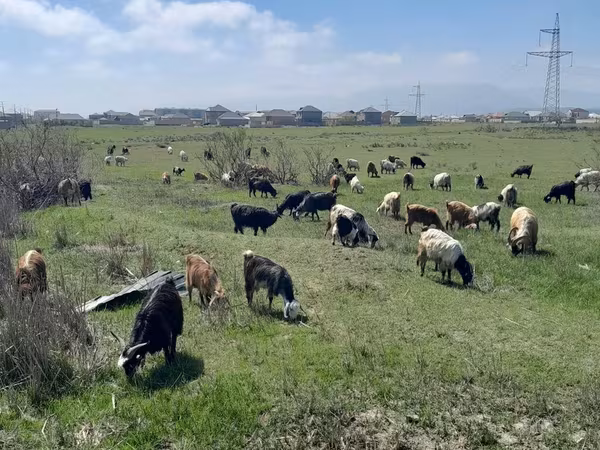 Cabras (lote, sexo no especificado), Cabras
