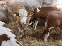 Buğa, Simmental cattle — foto 5