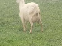 Cabra, Saanen goat — foto 1