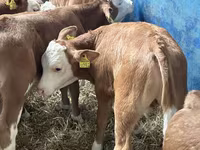 Rinder (Partie, Geschlecht nicht angegeben), Russian Black pied cattle — Foto 8