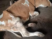 गाय, Simmental cattle — फ़ोटो 4