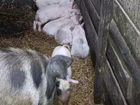 Schweine (Partie, Geschlecht nicht angegeben), Schweine — Foto 3