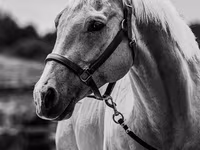 At, Quarter Horse — foto 6