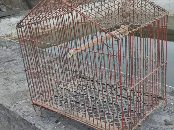 Məhsul: Metraldan quş qəfəsi - Material: möhkəm metal barmaqlıqlar